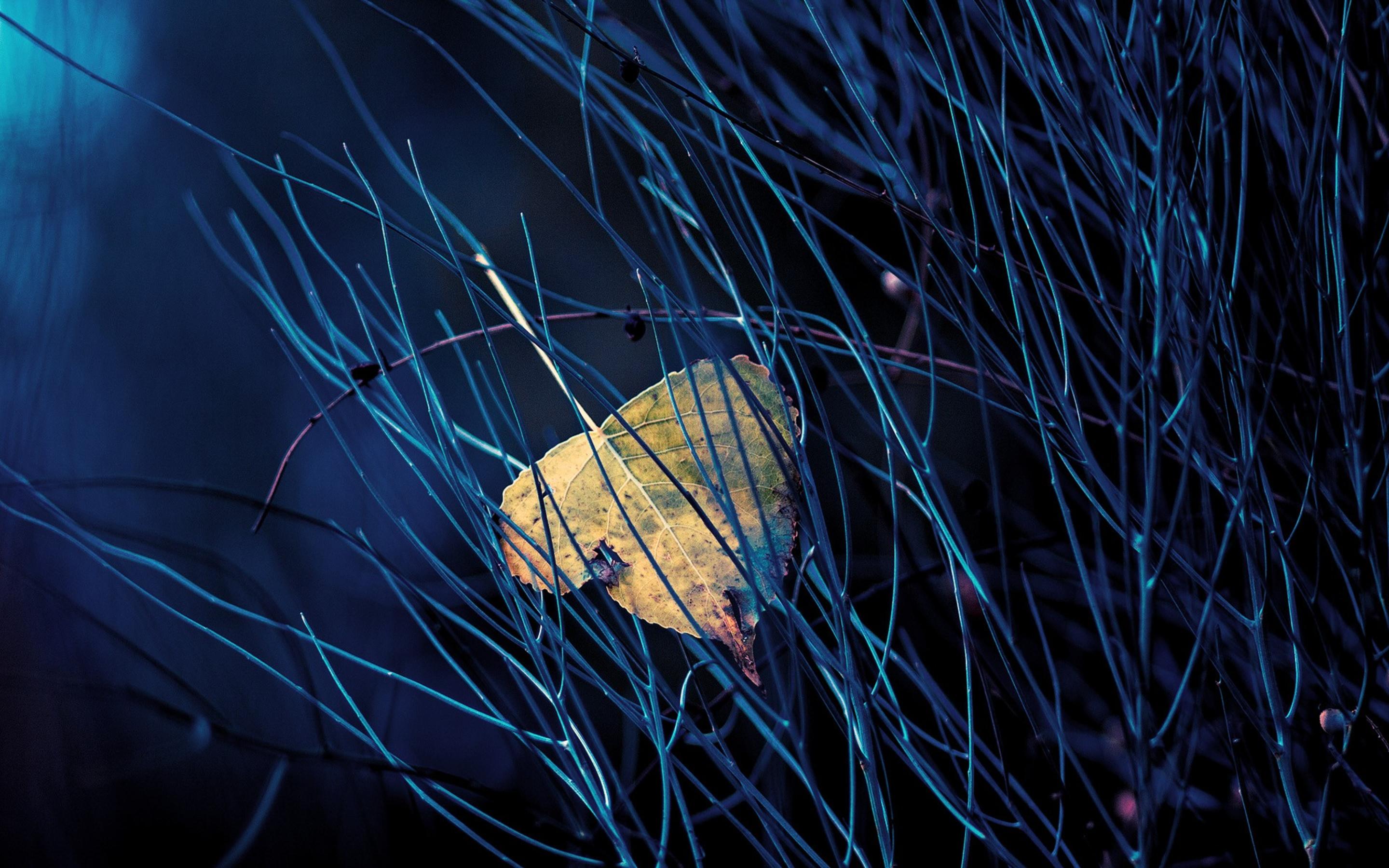 Каша